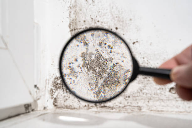 Insurance-Related Mold Remediation